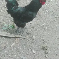 خروس جوان