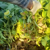 لوبیا قرمز
