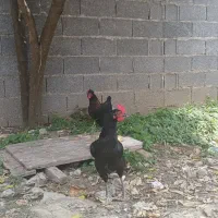 دو عدد مرغ مشکی