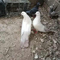 کبوتر دمی