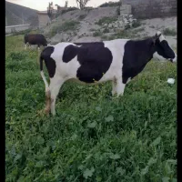 گاو|حیوانات مزرعه|صادق آباد, |دیوار