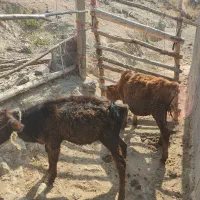 ۲ راس گاو یا گوساله ماده به قیمت بره