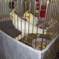 عروس هلندی نربفروش میرسد