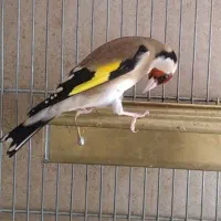 سهره خوش قواره زیبا خوش رخ