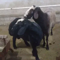 فروش دو راس قوچ ۲ دندان و ۴ دندان