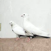 کبوتر