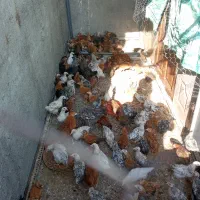 مرغ خورس جوجه گلپایگانی