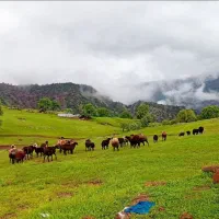 پشم گوسفند برای فروش