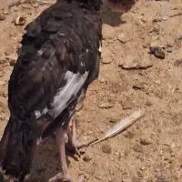 بوقلمون برنز نرو ماده ۴ماهه