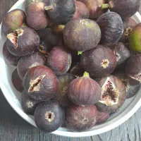 انجیر سیاه خیلی شیرین و مربای انجیر