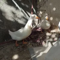 اردک تخم گذار