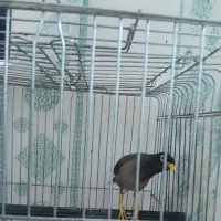 مرغ مینا سخنگو