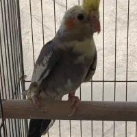 عروس هلندی نر و ماده