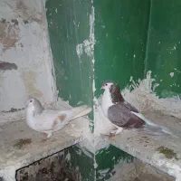 موتور بچه گانه