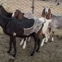 بز و کهره