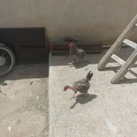 مرغ خروس