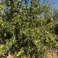 اجاره باغ سیب