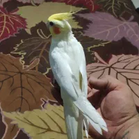 عروس هلندی نر کلام دار رخ تو رخ تازه بالغ جوون