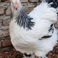 ۱۰ تا مرغ و خروس برهما، بومی و گلین