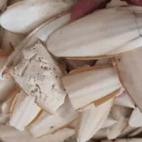 کف دریا عروس هلندی گرینچیک قناری طوطی