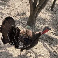 بوقلمون