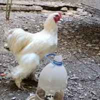 خروس برهما وایت، بلو پاتریج، پاتریج نیمچه