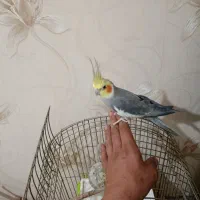 عروس هلندی