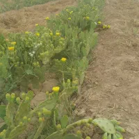نهال کاکتوس اپونتیا