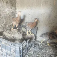 جوجه دورگه لاری