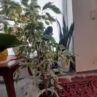 گل آپارتمانی بنجامین