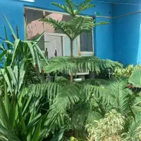 گل ها بزرگ و شیک|گل و گیاه طبیعی|کازرون, |دیوار