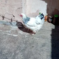 باسلام یک مرغ تخمی با۳تاجوجه