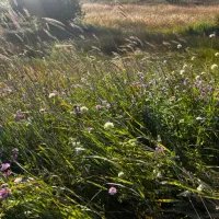 خریدار یونجه چین دوم - روستای گندشمین