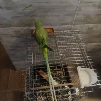 شاه طوطی