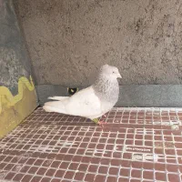 کله الماسی نر