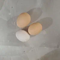 تخم مرغ رسمی