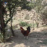 خروس جوان