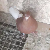 کبوتر کفتر دم سفید