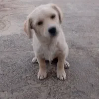 توله سگ
