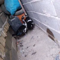 یه جفت سیکا نرو ماده ماده آماده تخم
