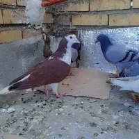 کفترپرشی مفت