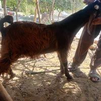 کهرنر چپش