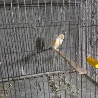 فروش قناری نر