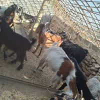 ۱۰‌بز|حیوانات مزرعه|دهدشت, |دیوار