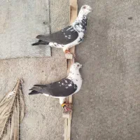 کبوتر|پرنده|شیراز, سینما سعدی|دیوار