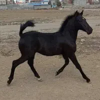 کار در باشگاه اسب و سوارکاری