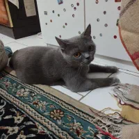 گربه بلو ماده بالغ