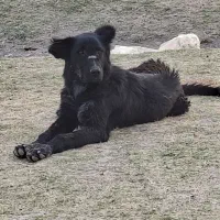 توله نر و لاس
