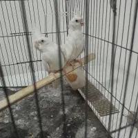 فروش پرنده