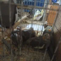 جوجه عروس هلندی طوسی